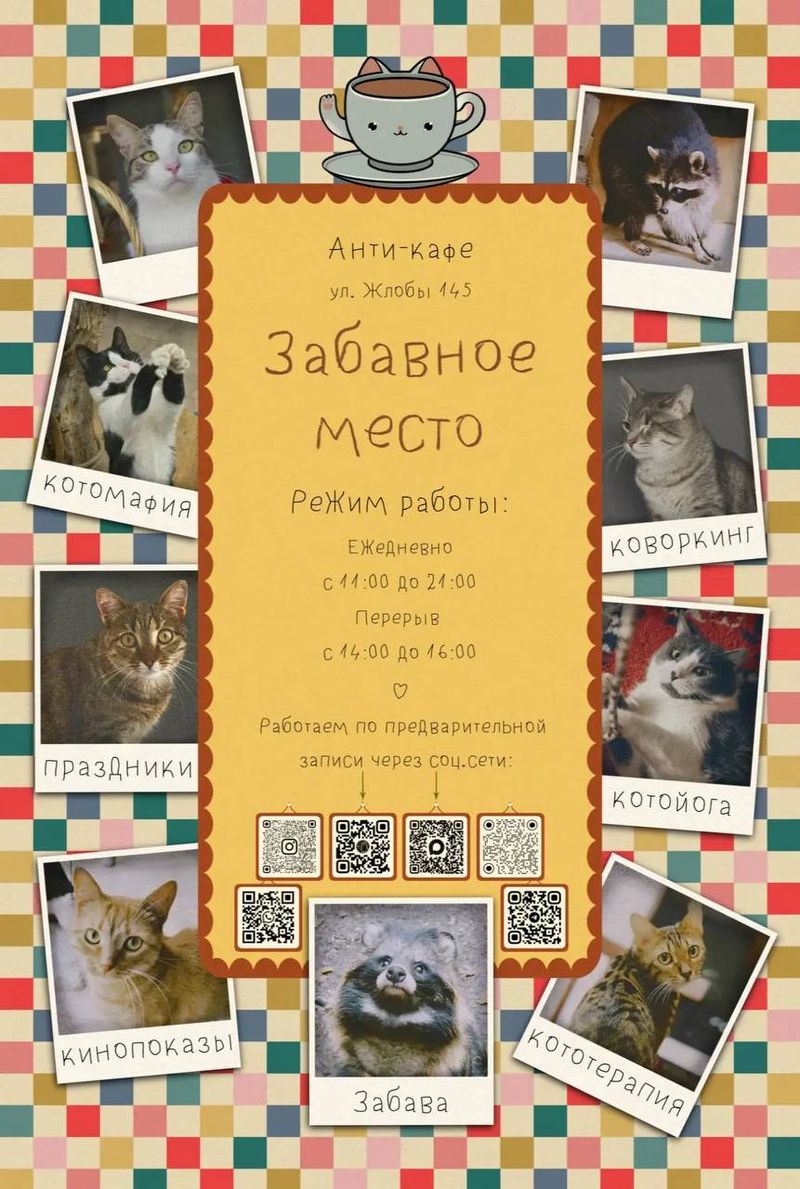 Антикафе С Котиками И Енотом