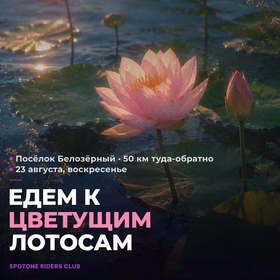 Едем смотреть на цветущие лотосы