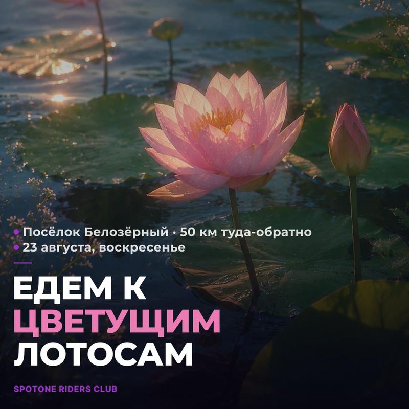 Едем смотреть на цветущие лотосы