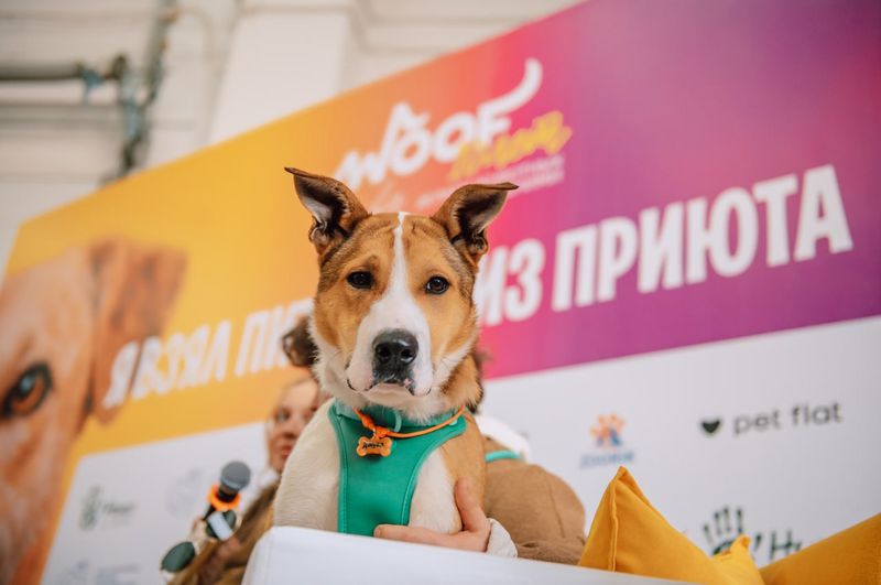 WOOF FEST в Краснодаре: подарите дом пушистому другу