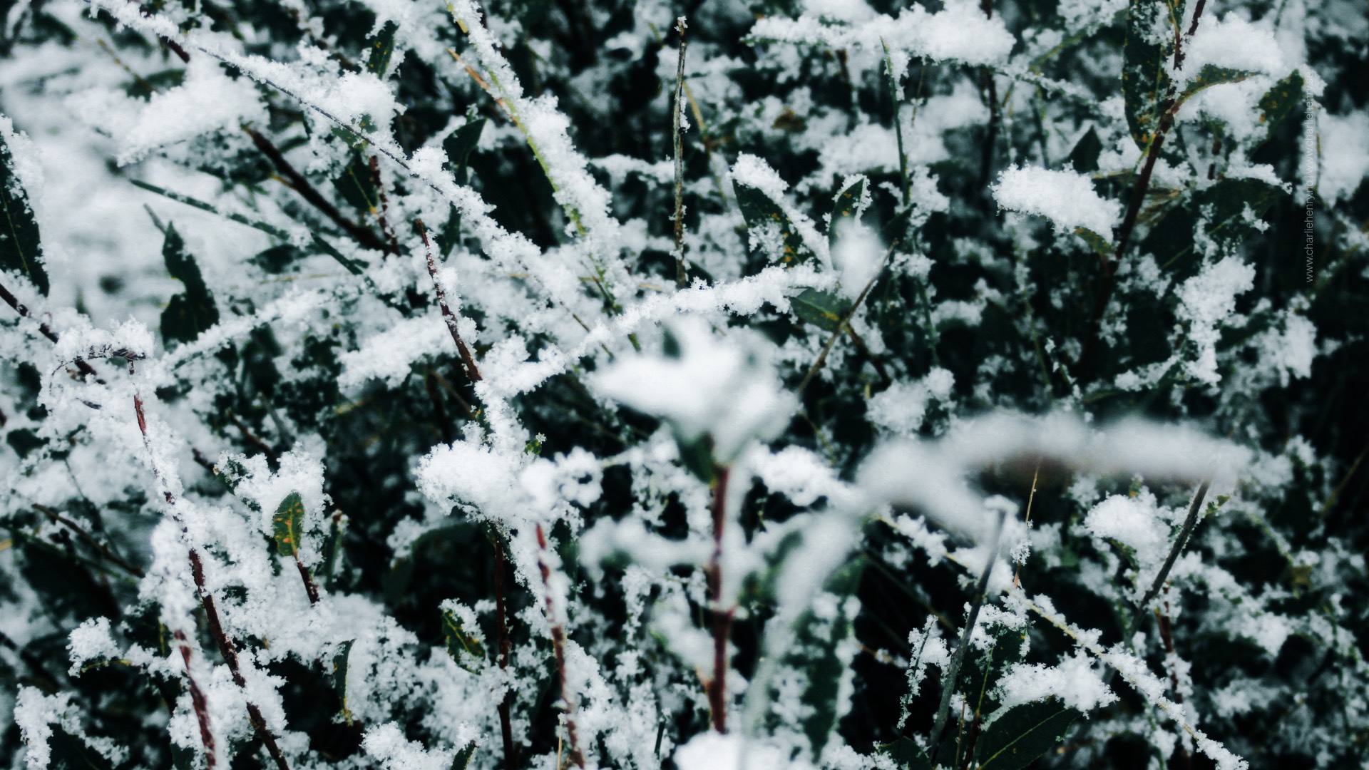 Close-up of green alpine shrubs dusted with fresh snow in the Altai Mountains — macro nature photography by Charlie Henry.