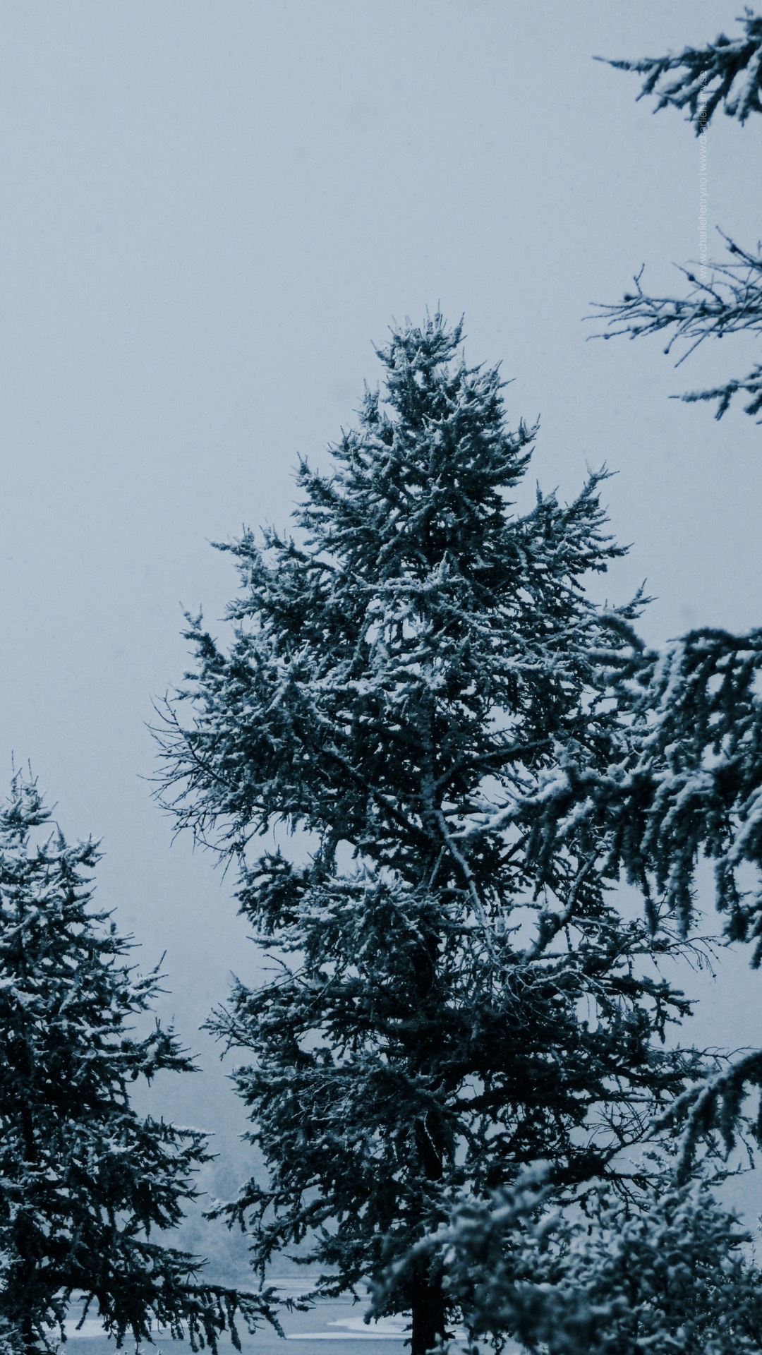 Frost-covered evergreen tree standing tall in a snow-filled landscape under a pale winter sky — photographed in the Altai region by Charlie Henry.