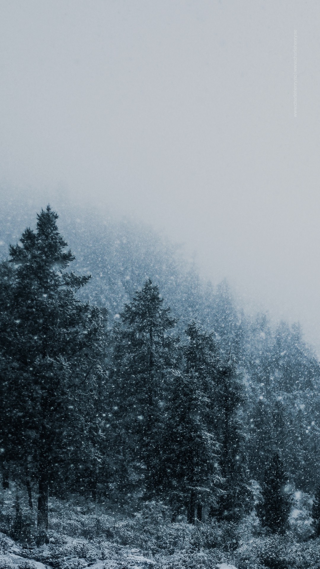 Snowfall over a dense pine forest with soft fog rolling through the trees in the Altai Mountains — winter landscape by Charlie Henry.