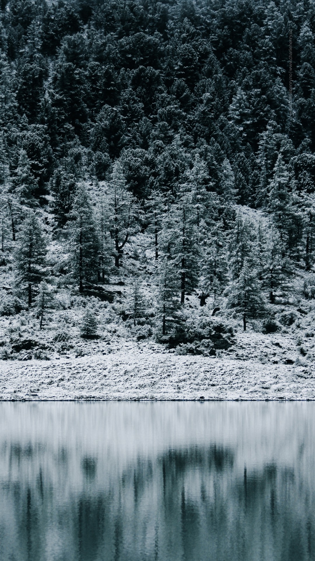 Snow-covered pine forest at the base of a mist-shrouded mountain, reflected in a calm lake in the Altai region — captured by Charlie Henry.
