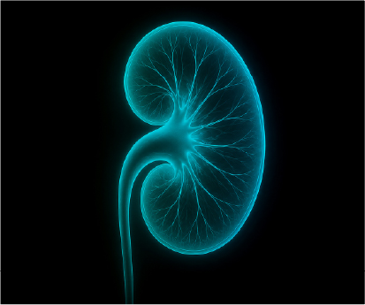Glowing blue digital illustration of a human kidney with visible internal vessels on a black background.