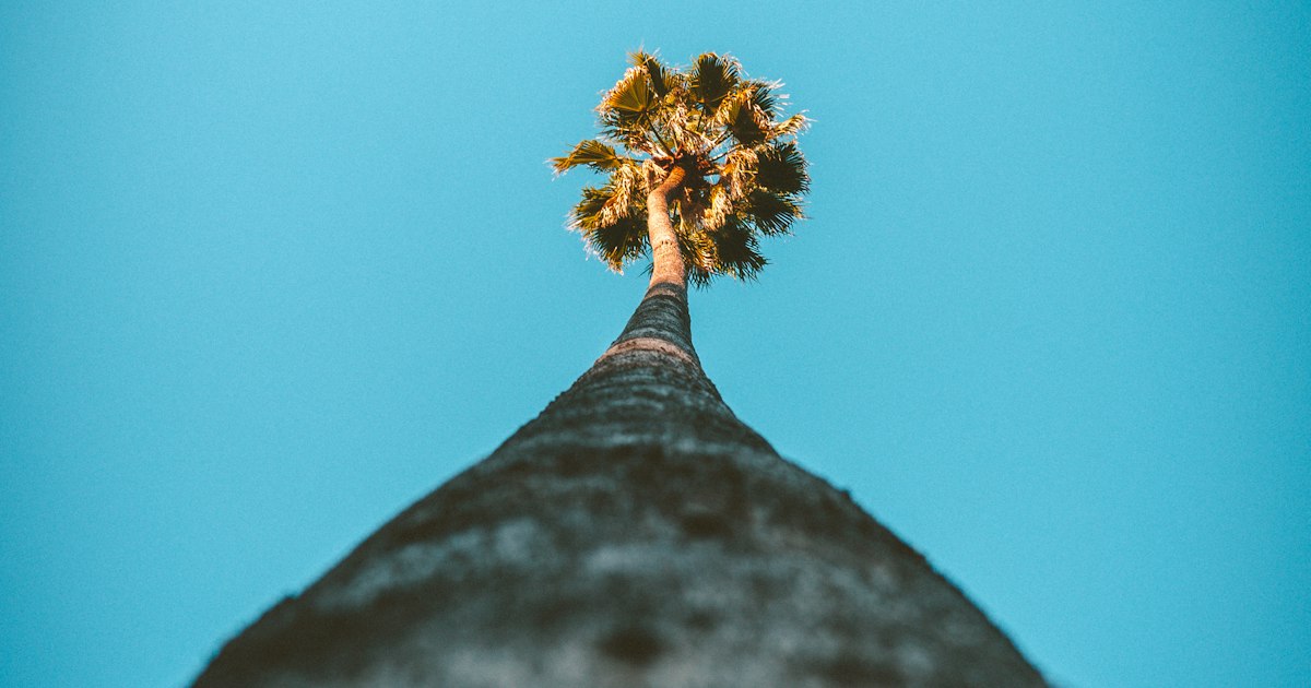Palm trees at golden hour in Los Angeles