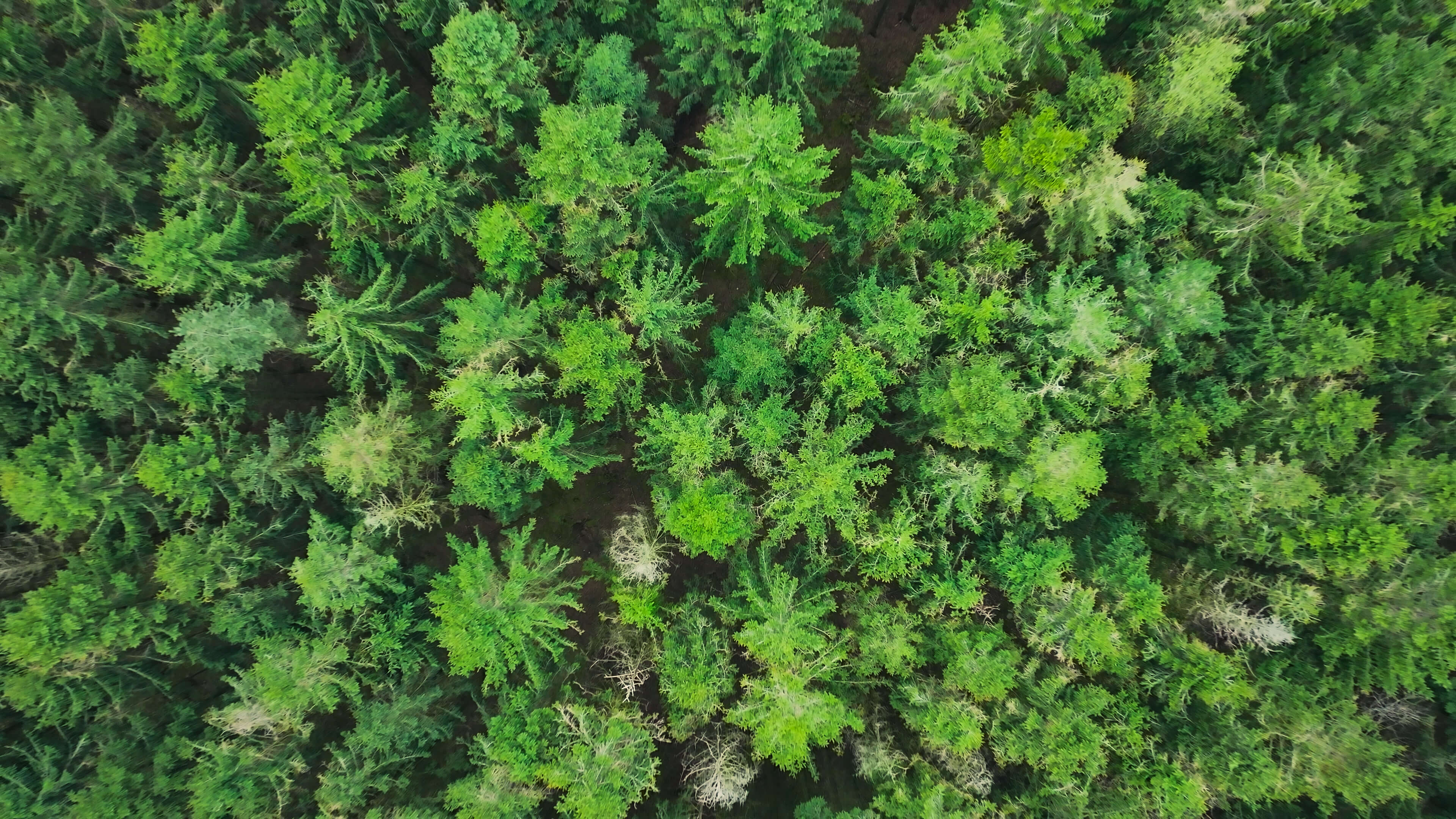 Aerial view of dense green coniferous forest canopy.