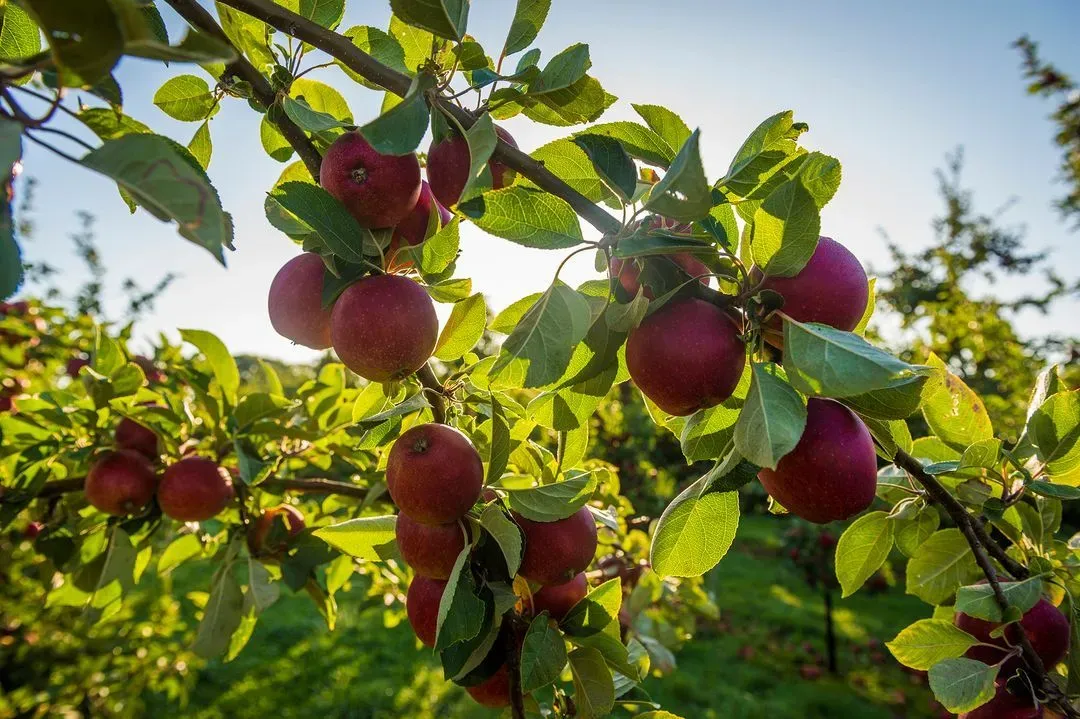 Thatchers Offers Apple Trees to Community Projects