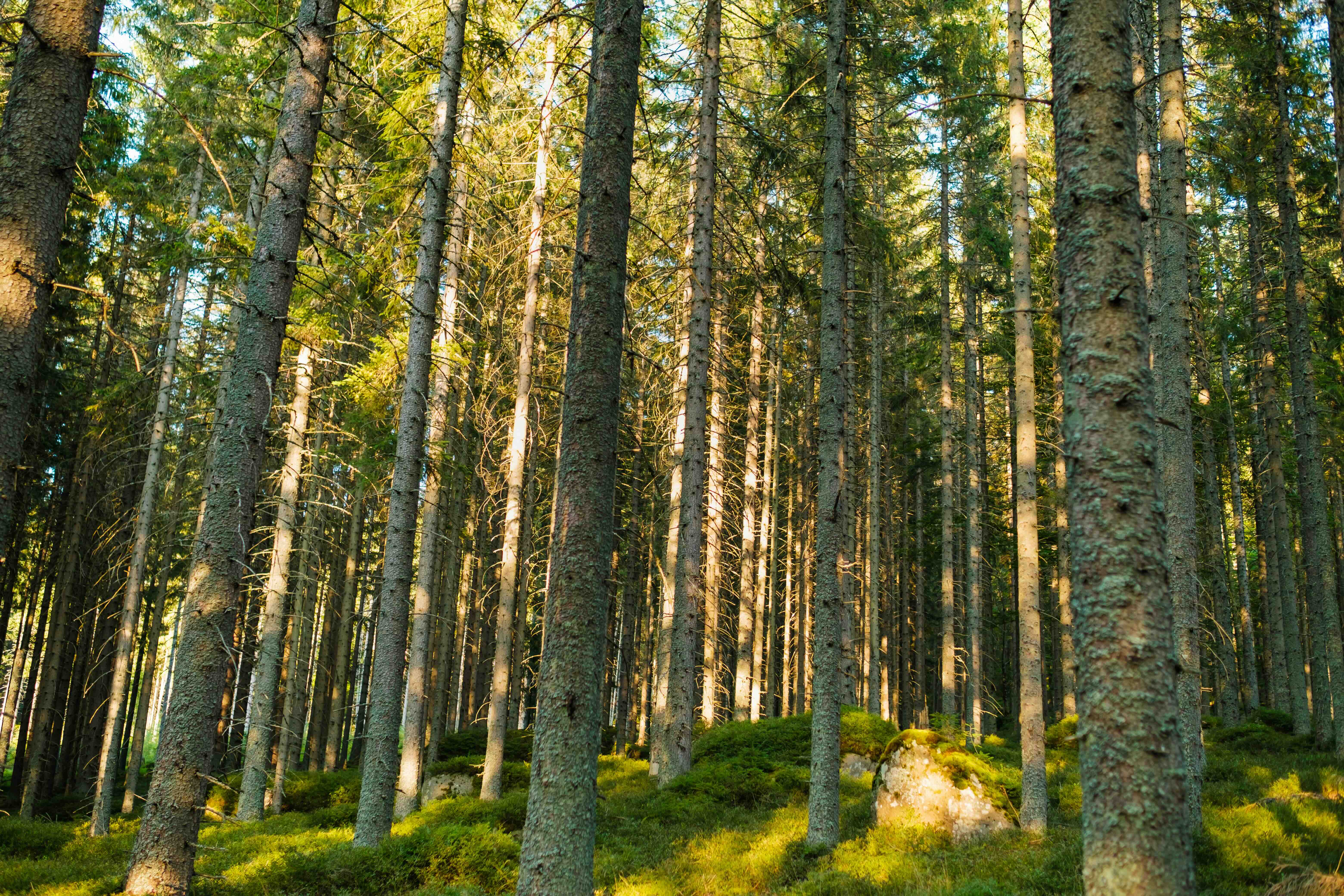 Sveaskog digitalizes business management with Hypergene – Swedish forest landscape symbolizing sustainability and data-driven decision support.