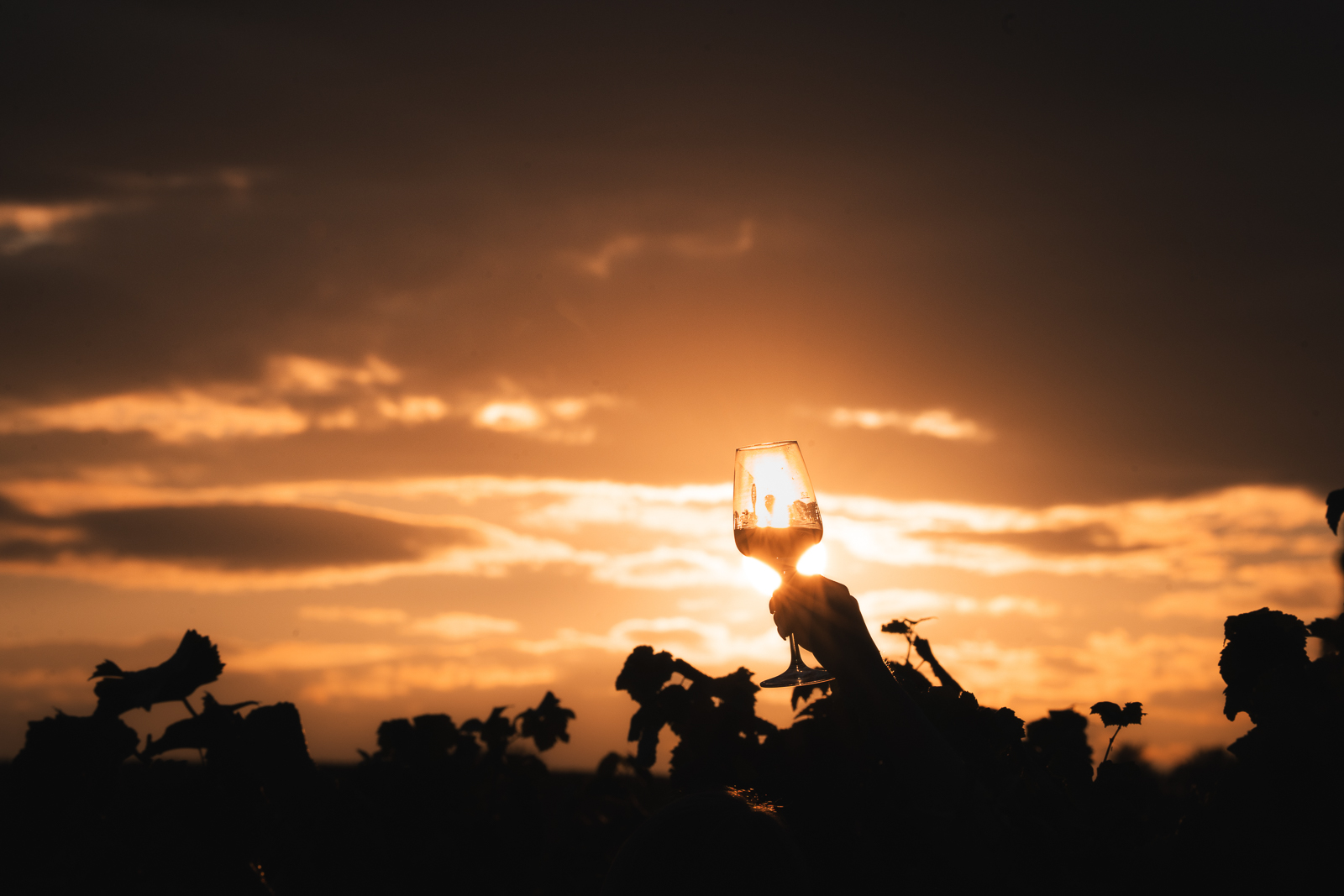 Weinglas wird bei Sonnenuntergang im Weinberg in die Luft gehalten – stimmungsvolle Fotografie mit goldenem Licht
