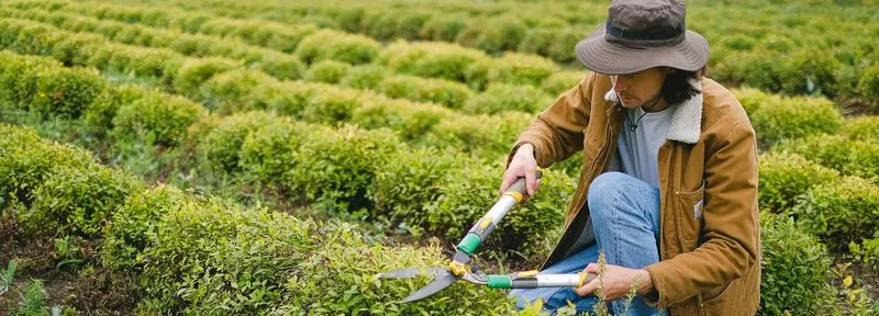 man with secateurs working near bushes