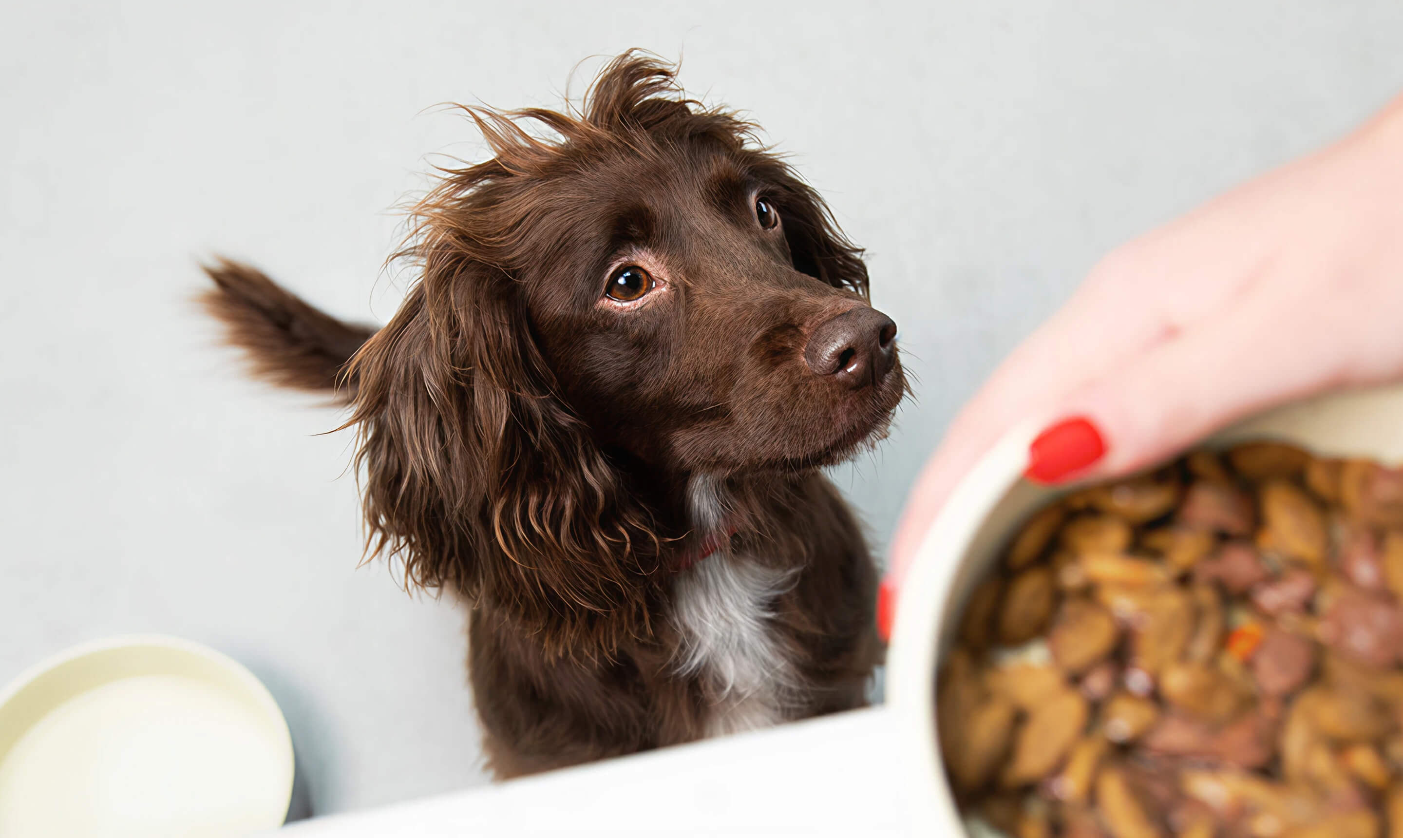Hill's Pet Nutrition