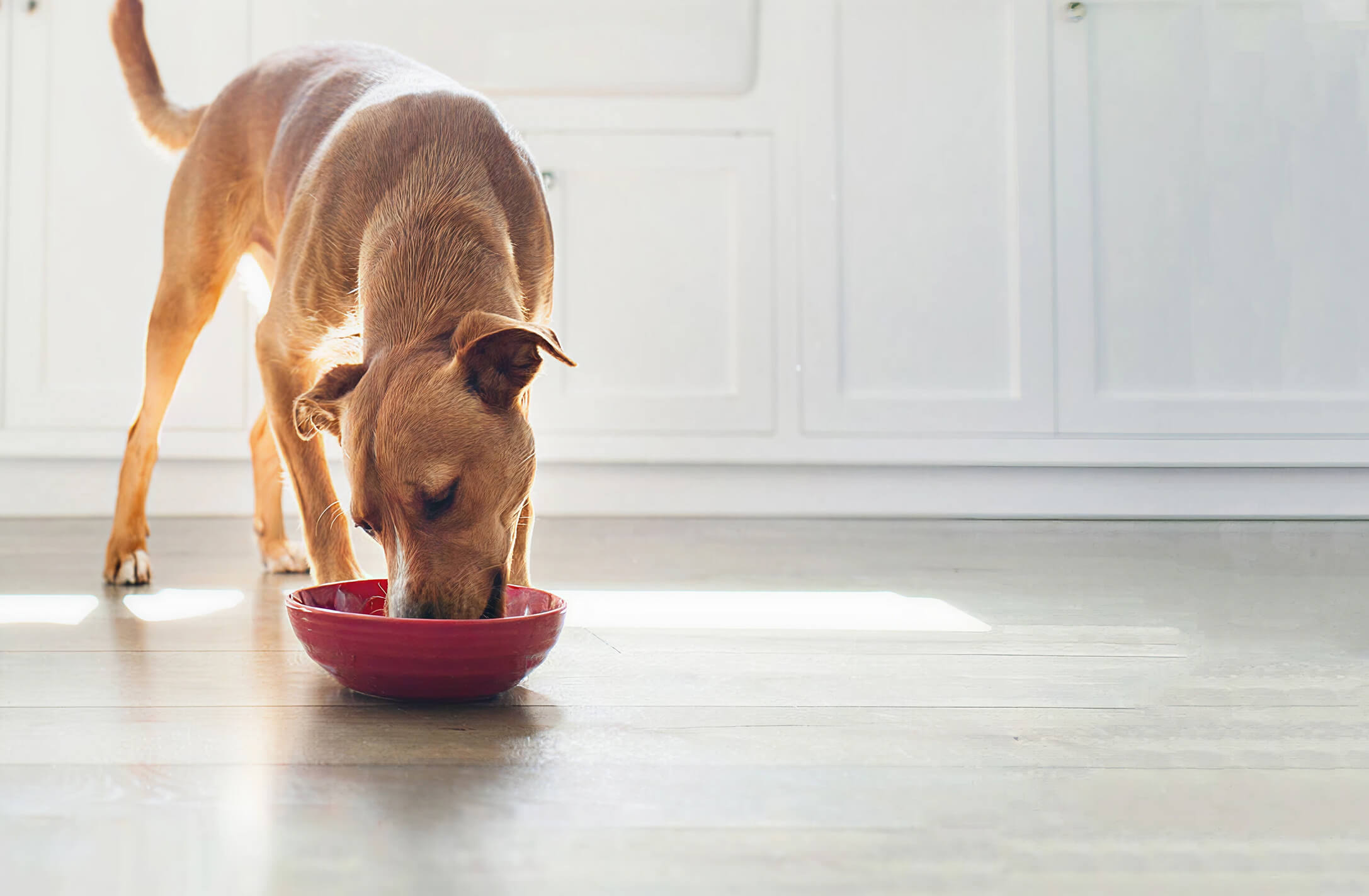 Hill's Pet Nutrition