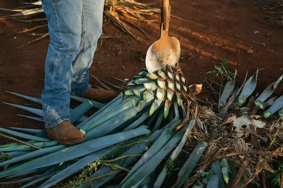 A farmer harvesting blue agave plants in a Mexican field, showcasing traditional tequila production methods.