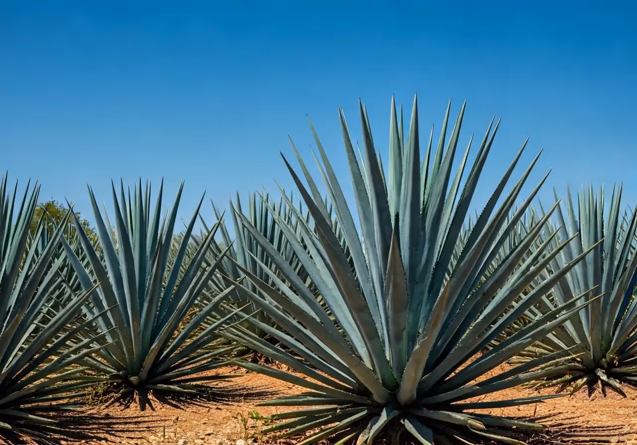 Vibrant agave fields under a clear blue sky. 35mm stock photo