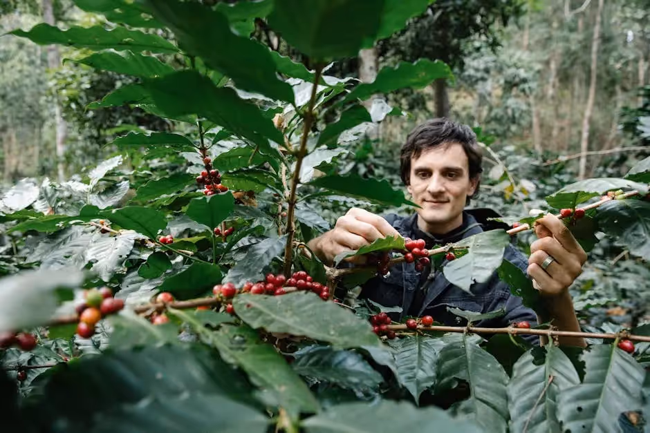 A farmer picking ripe coffee cherries from a lush plantation, showcasing sustainable agriculture.
