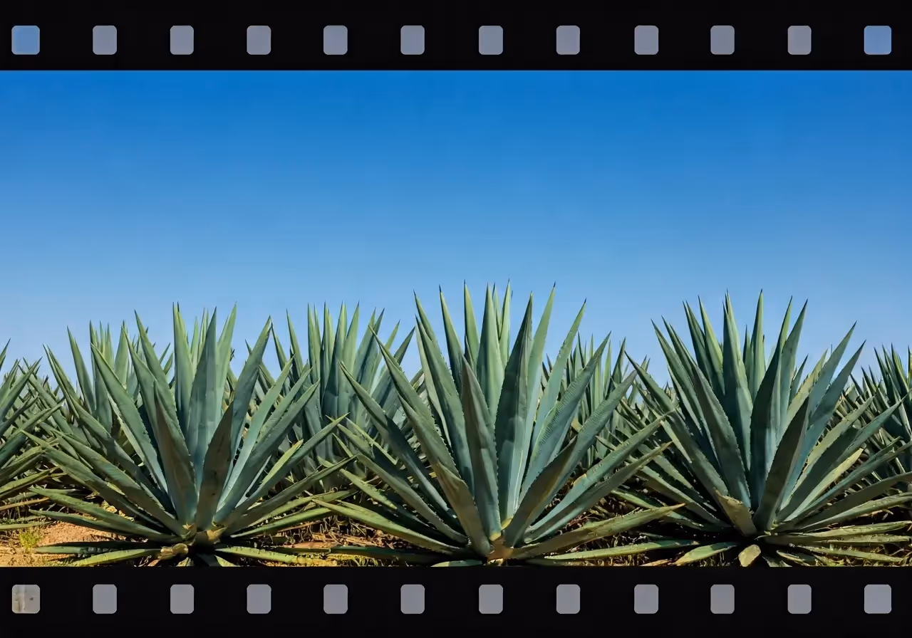 Rows of agave plants under a clear blue sky. 35mm stock photo