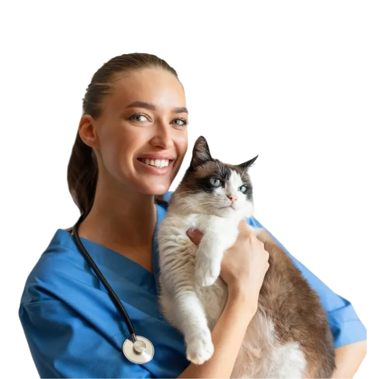 Veterinaria sonriente sostiene a un gato siamés
