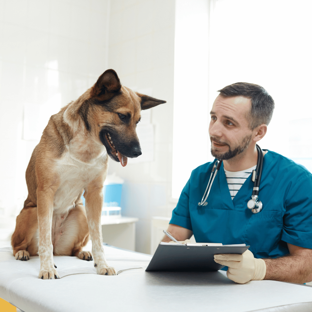Veterinario conversa con un perro sentado sobre la mesa de examen