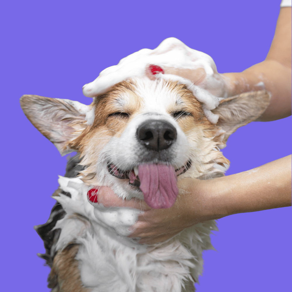 Un perro corgi está siendo bañado.