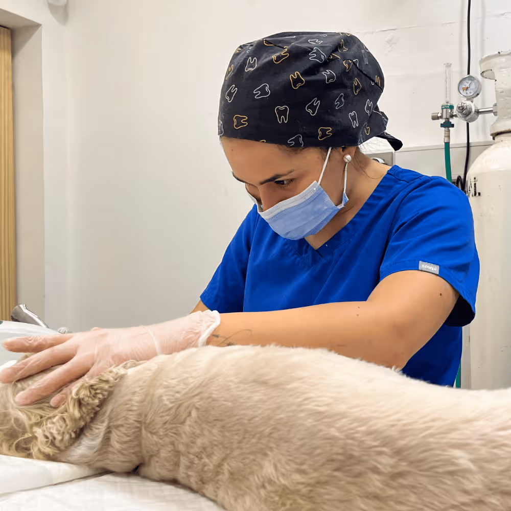 Una veterinaria con mascarilla y traje quirúrgico realizando limpieza dental a un perrito anestesiado.
