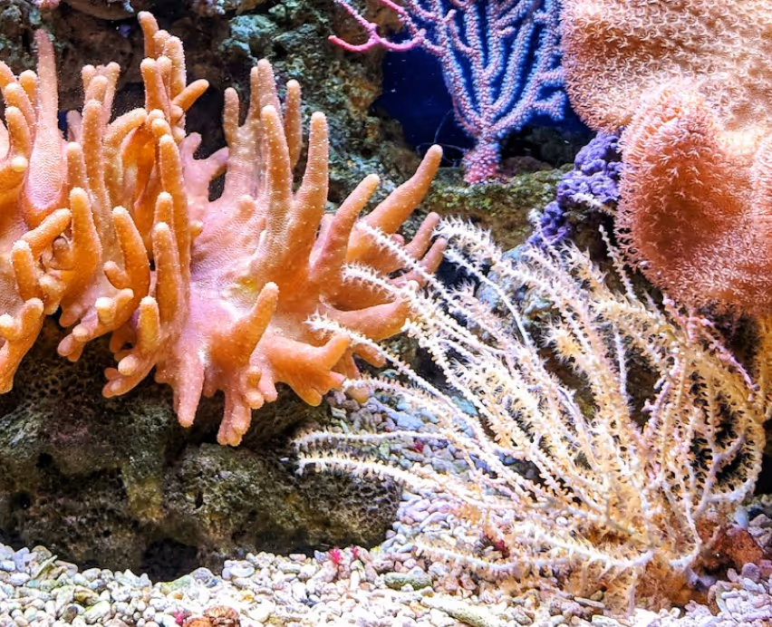 coral reef