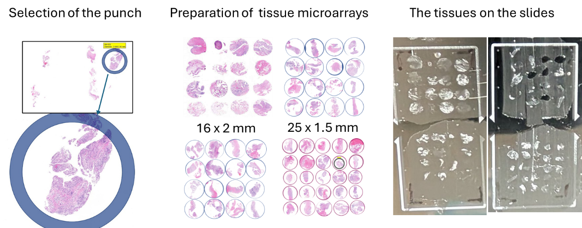 Three-panel figure showing tissue microarray preparation: punch selection, microarray preparation (16x2mm and 25x1.5mm), and final tissues on slides