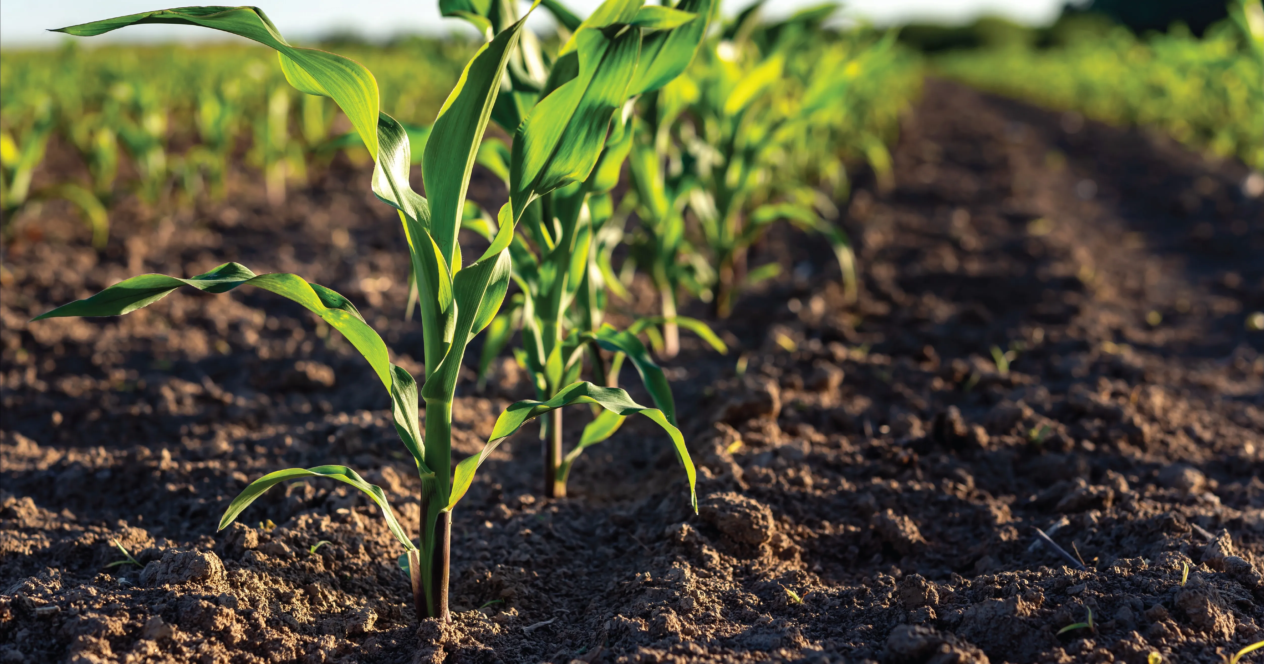 MustGrow and Phospholutions Sign Canadian Distribution Agreement