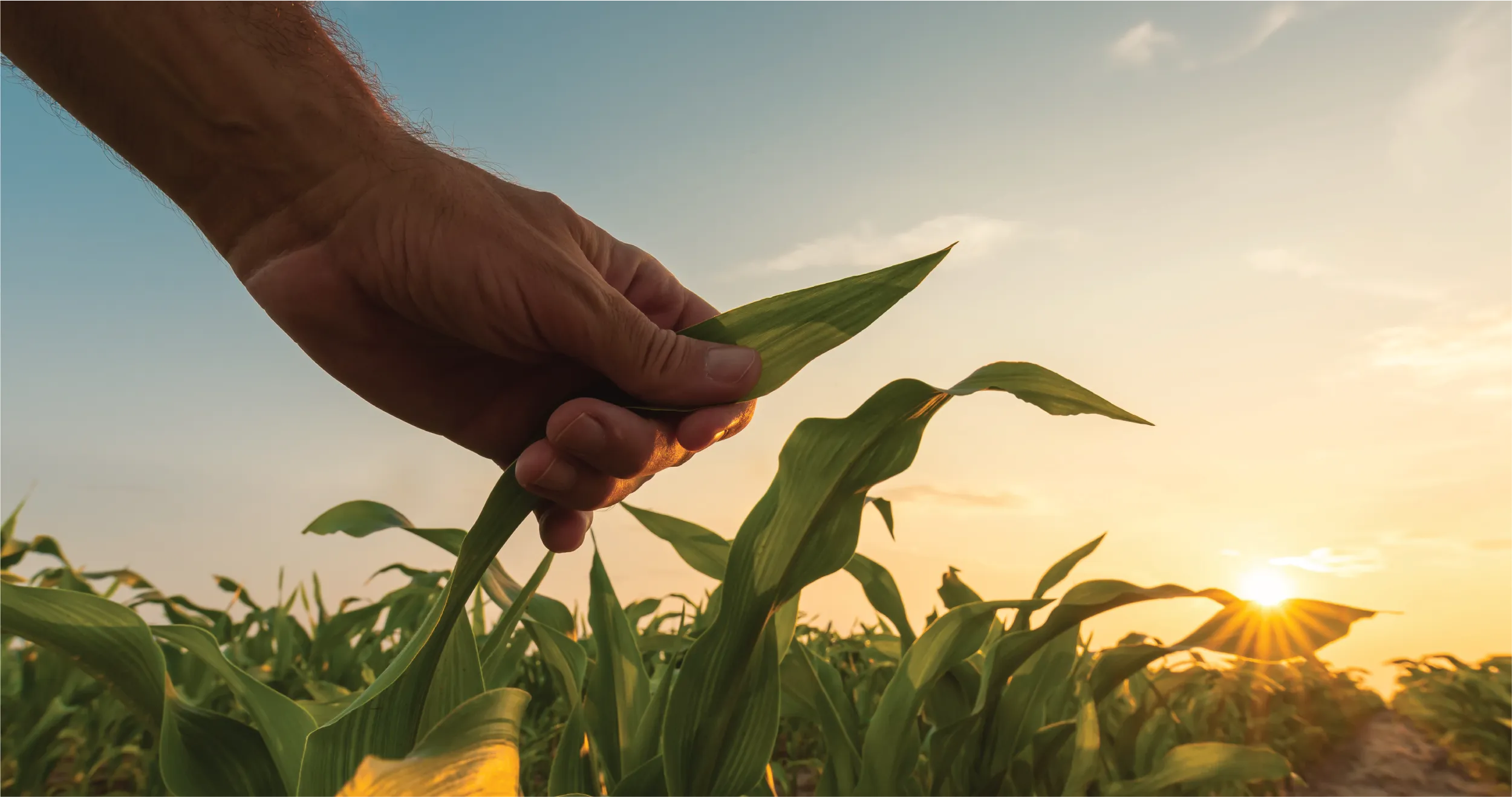 RhizoSorb® Grower Guarantee: Providing assurance and confidence in The Next Generation of Phosphorus Fertilizer.