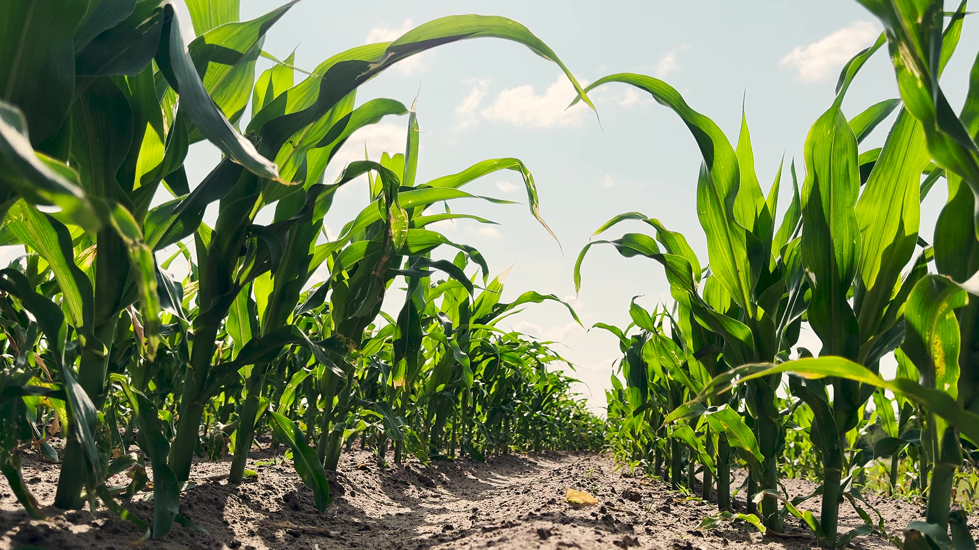 The Catch-22 of Phosphate Soil Fertility