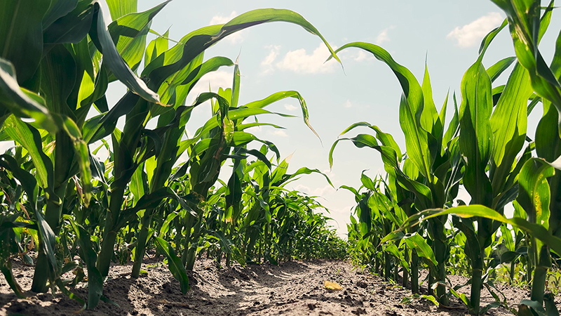 The Catch-22 of Phosphate Soil Fertility