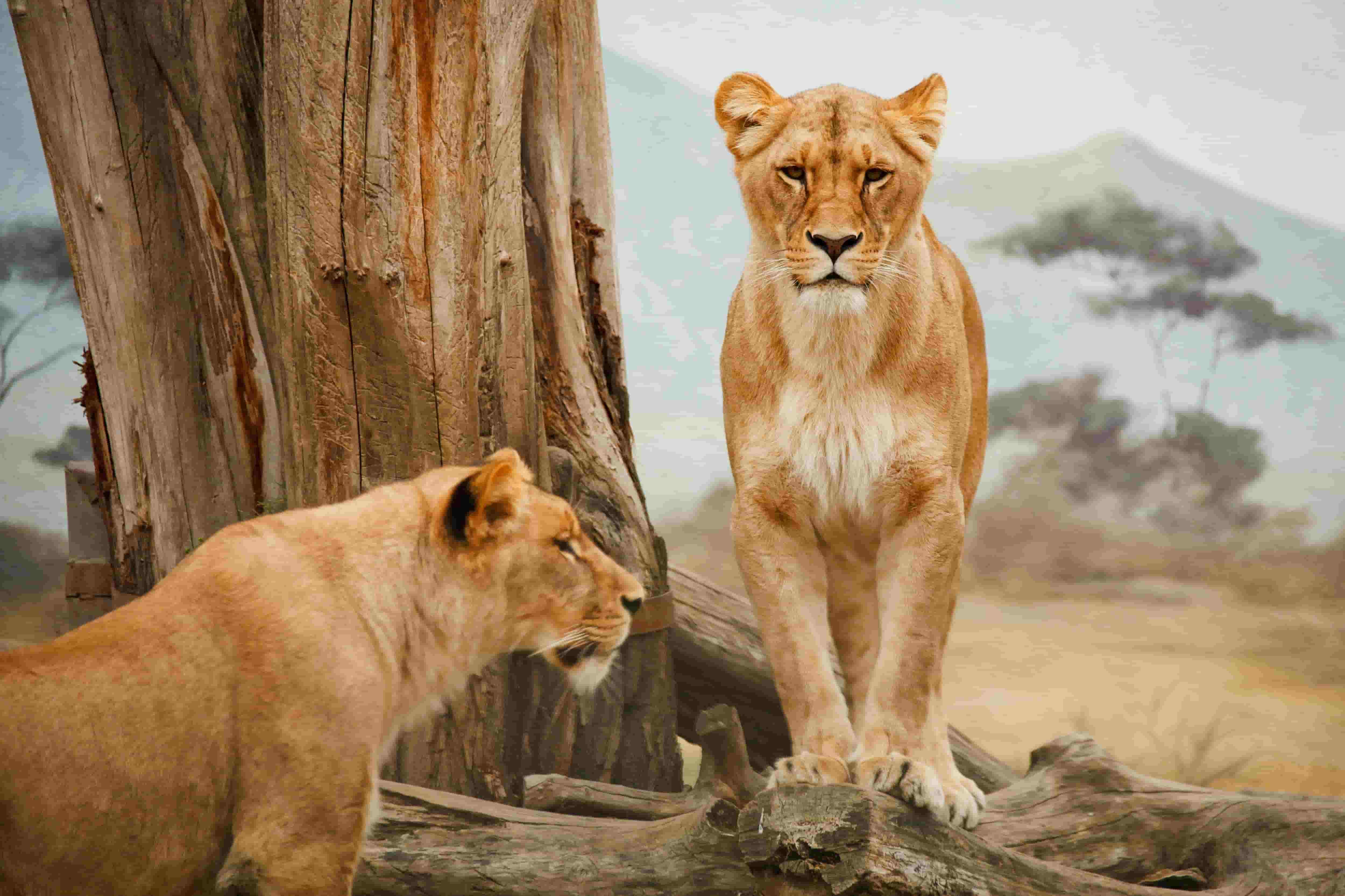 Two lionesses standing in an natural landscape, looking into camera.