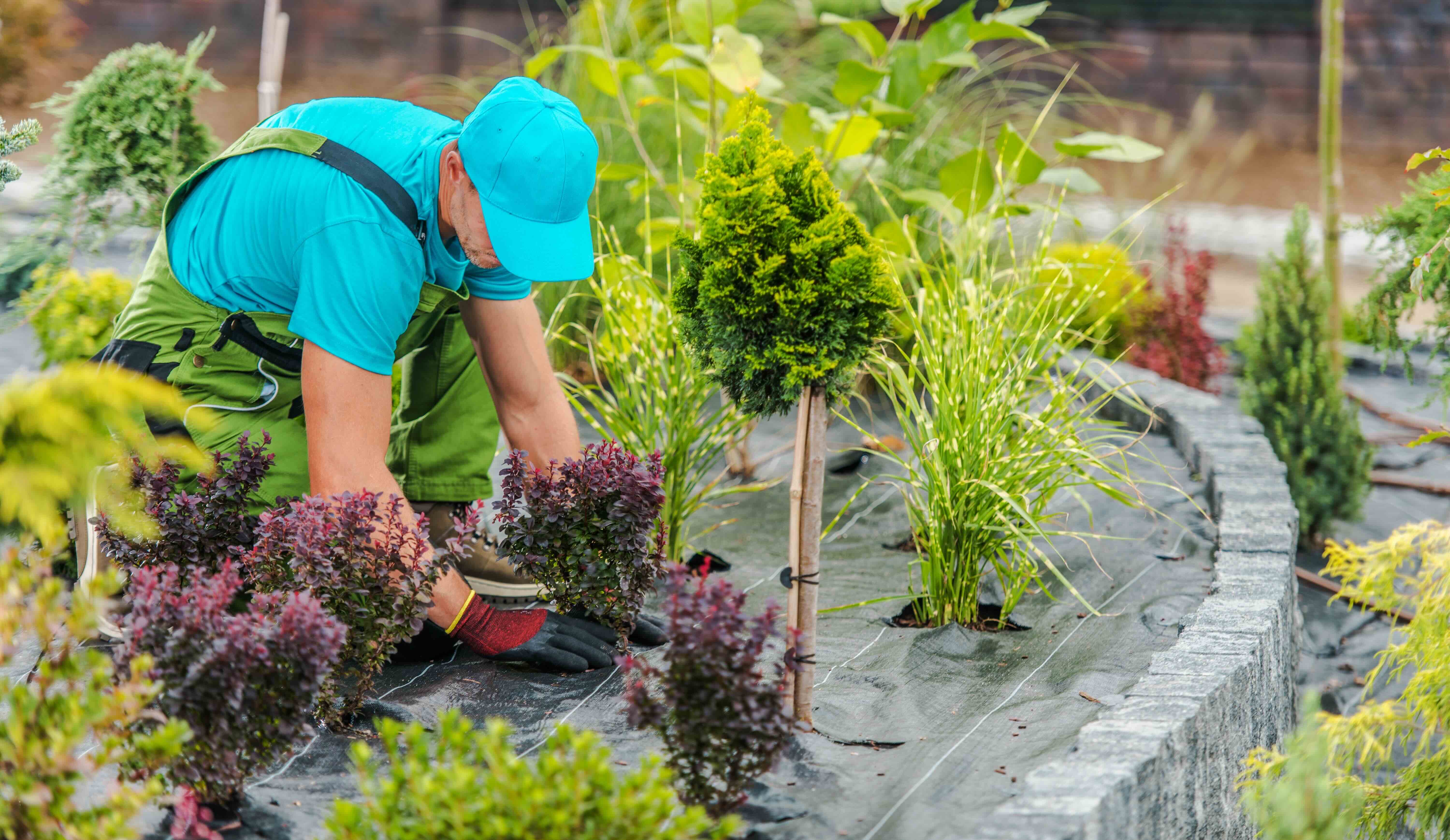 A landscaper wearing a bright blue shirt and hat is working on a planting arrangement.