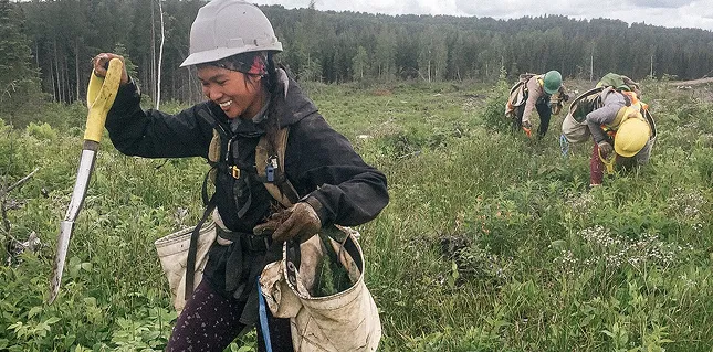 Tree planters working in a field.