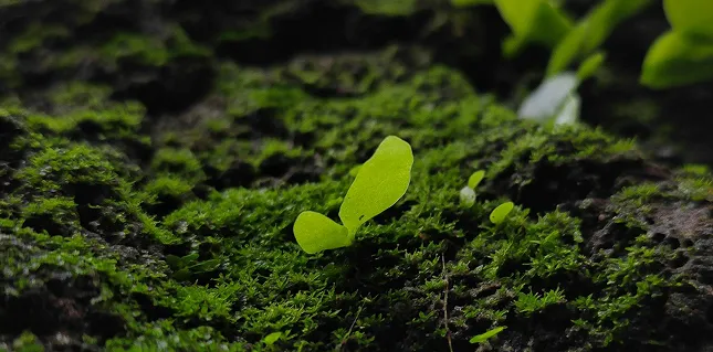 New growth sprouting out of old tree roots.