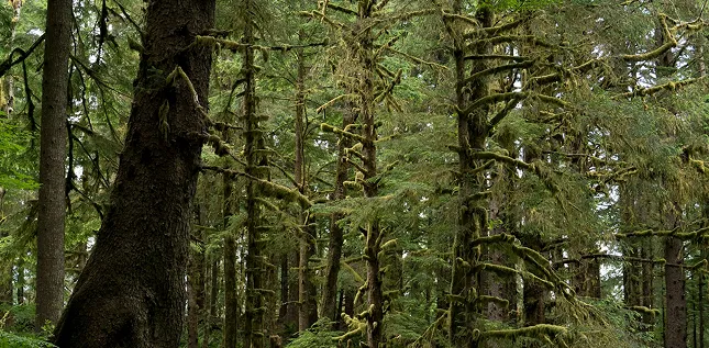 A dense, moss-covered forest.