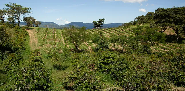 New trees growing in an eco-plantation.