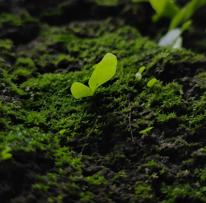 New growth sprouting out of old tree roots.