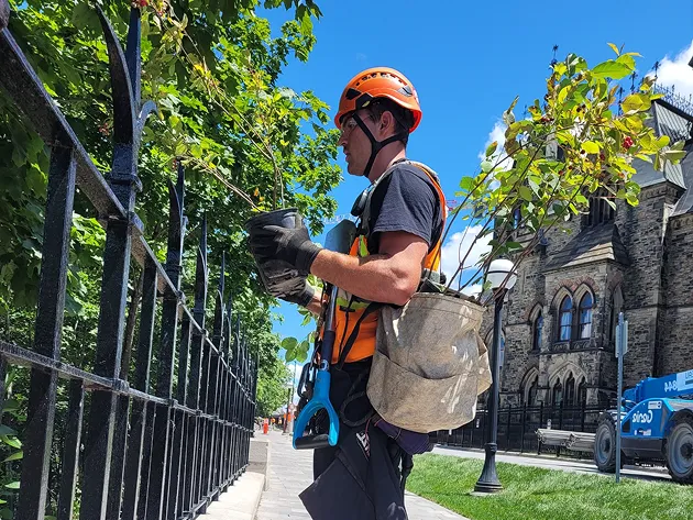 A field worker planting new trees in an urban setting.