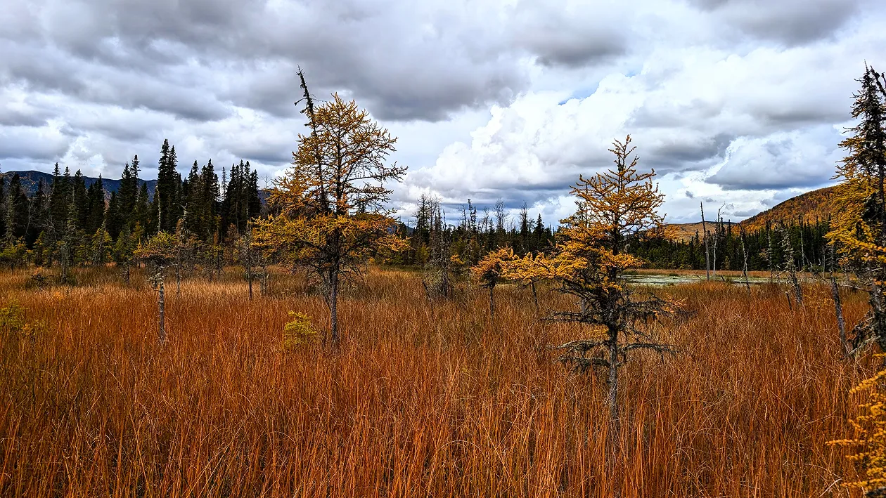 A field on the edge of a forest in fall.