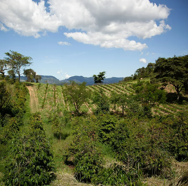 New trees growing in an eco-plantation.