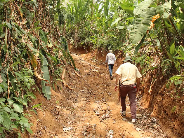 Workers walking up a road in a tropical forest.