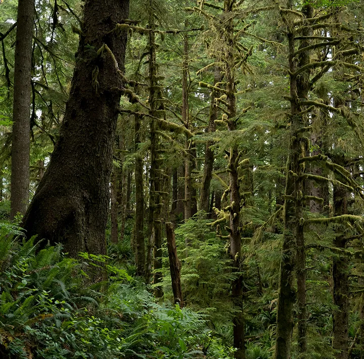A dense, moss-covered forest.