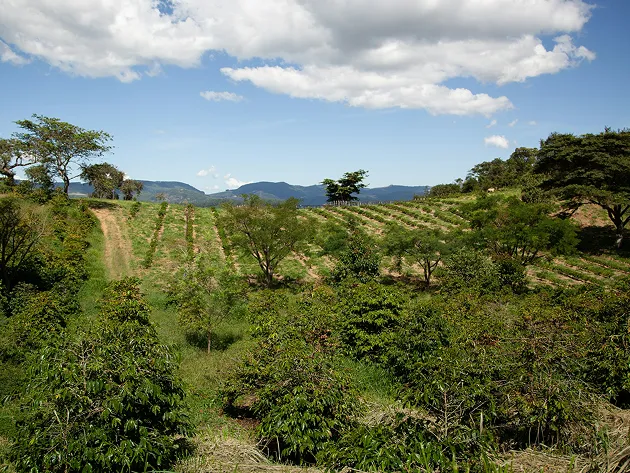 New trees growing in an eco-plantation.