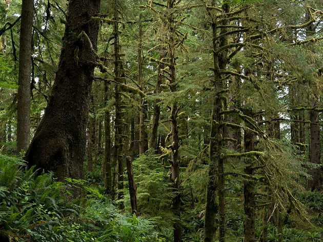 A dense, moss-covered forest.