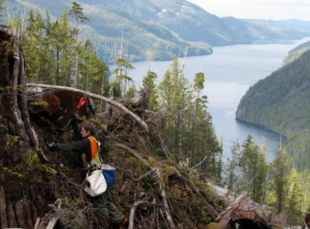 A tree planter working on a steep slope above a fjord.
