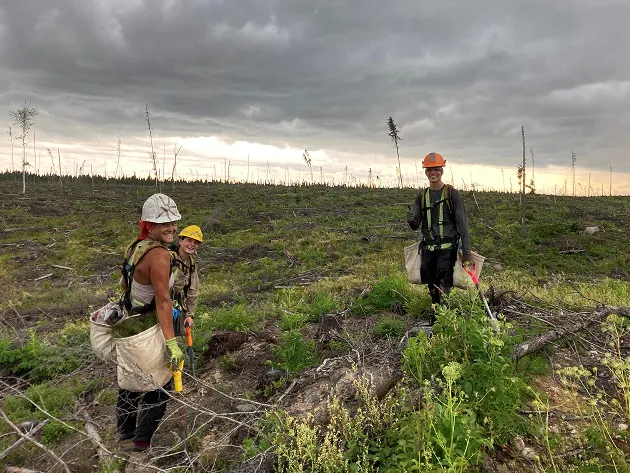 Tree planters working in a fields with dramatic clouds overhead.