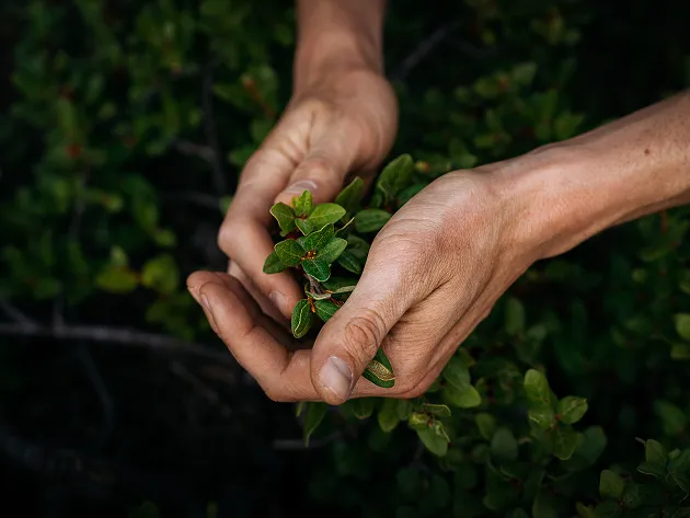 A pair of hands holding a branch of shrubbery.