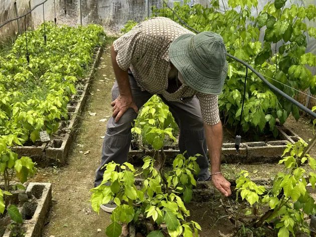 A worker tending to new plantings in a greenhouse.