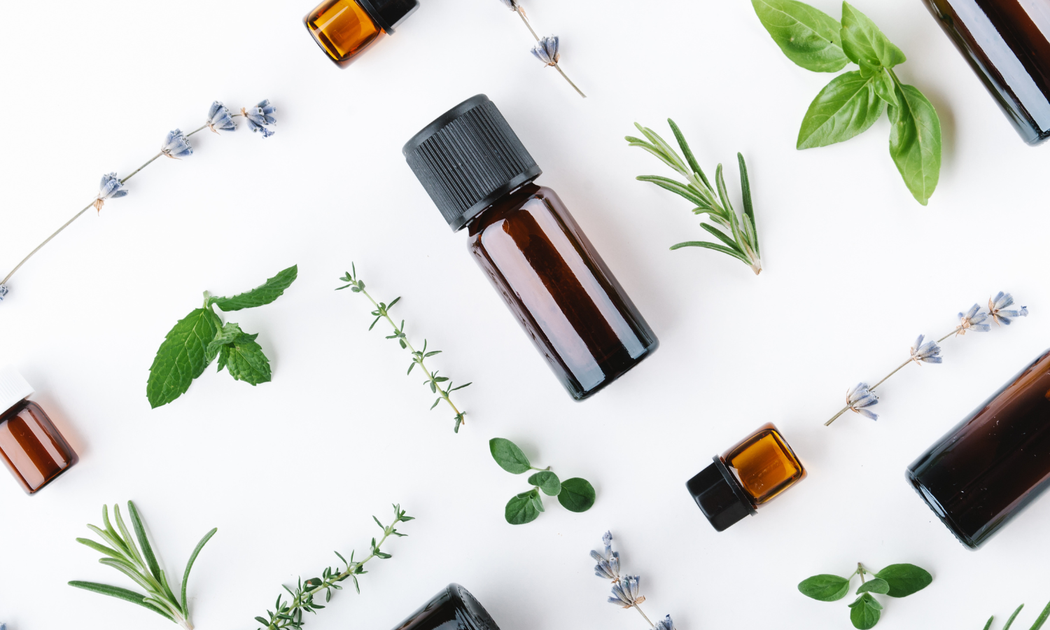 plant therapy essential oils
